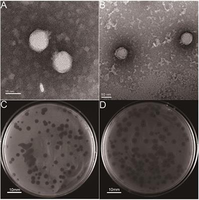 Phage Selective Pressure Reduces Virulence of Hypervirulent Klebsiella pneumoniae Through Mutation of the wzc Gene